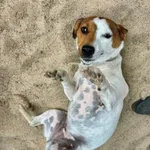 Pies do adopcji, Przyborówko, 12 czerwca 2025