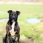 Oddam psa, Gdańsk, 13 czerwca 2025