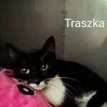 Znaleziono kota, Gdańsk, 11 czerwca 2025