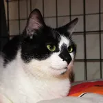 Znaleziono kota, Łódź, 10 czerwca 2025