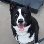 Znaleziono psa, Gdańsk, 10 czerwca 2025