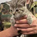 Kocurek poz. 25/271/K