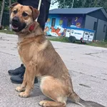 Znaleziono psa, Pieckowo, 10 czerwca 2025