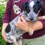 Znaleziono psa, Toruń, 13 czerwca 2025