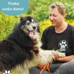 Pies do adopcji, Dąbrówka, 12 czerwca 2025