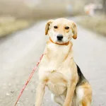 Oddam psa, Elbląg, 14 czerwca 2025