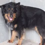 Znaleziono psa, Nowa Krępa, 29 maja 2025