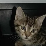 Kocurek poz. 25/284/K