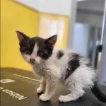 Znaleziono kota, Grudziądz, 12 czerwca 2025