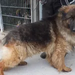 Cezar to pies przywieziony w dniu 02.06.2025r z terenu gm. Trojanów, duży, kontaktowy