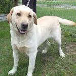 Znaleziono psa, Nowa Krępa, 5 czerwca 2025