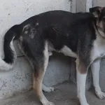 Znaleziono psa, Nowa Krępa, 23 maja 2025