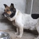 Znaleziono psa, Nowa Krępa, 23 maja 2025