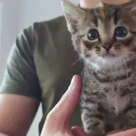 Znaleziono kota, Toruń, 13 czerwca 2025