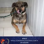 Pies do adopcji, Dębniak, 13 czerwca 2025