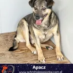 Apacz