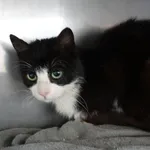 Znaleziono kota, Gdańsk, 14 czerwca 2025