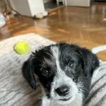 suczka CHMURKA rezerwacja