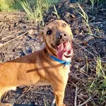 Znaleziono psa, Szczecin, 16 czerwca 2025