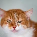 Znaleziono kota, Racławice, 12 czerwca 2025