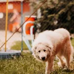 Pies do adopcji, Czartki, 16 czerwca 2025