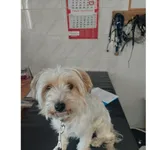 Znaleziono psa, Białystok, 15 czerwca 2025