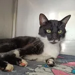 Znaleziono kota, Racławice, 13 czerwca 2025