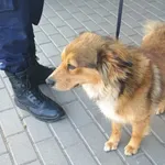 Znaleziono psa, Bydgoszcz, 13 czerwca 2025