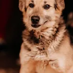 Pies do adopcji, Czartki, 16 czerwca 2025