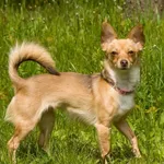 Pies do adopcji, Sopot, 16 czerwca 2025