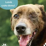 Pies do adopcji, Dąbrówka, 17 czerwca 2025