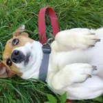 Pies do adopcji, Włocławek, 16 czerwca 2025