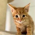 Kot do adopcji, Starogard Gdański, 17 czerwca 2025