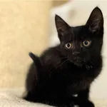 Kot do adopcji, Starogard Gdański, 17 czerwca 2025