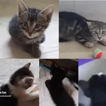 Puszek, Figaro i Zuzia