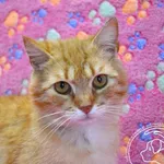 Kot do adopcji, Chełmek, 26 maja 2025