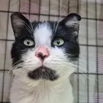 Znaleziono kota, Sosnowiec, 14 czerwca 2025