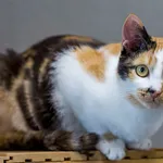 Kot do adopcji, Sopot, 17 czerwca 2025