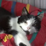 Znaleziono kota, Sosnowiec, 13 czerwca 2025