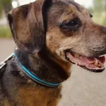 Pies do adopcji, Pawłowo, 17 czerwca 2025