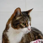 Znaleziono kota, Sosnowiec, 13 czerwca 2025