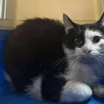 Kocurek poz. 25/296/K