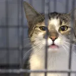 Znaleziono kota, Sosnowiec, 14 czerwca 2025