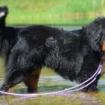 Znaleziono psa, Toruń, 22 maja 2025