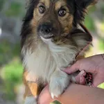 Frodo