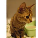 Znaleziono kota, Białystok, 17 czerwca 2025