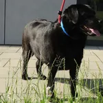 Znaleziono psa, Szczecin, 17 czerwca 2025