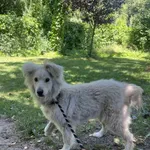 Pies do adopcji, Włocławek, 17 czerwca 2025