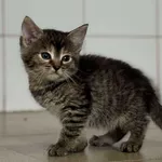 Znaleziono kota, Lublin, 12 czerwca 2025