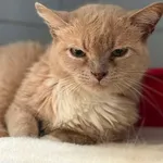 Znaleziono kota, Lublin, 18 czerwca 2025